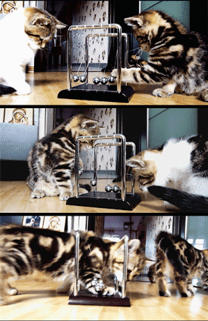 猫咪  两只  牛顿摆  好奇  玩耍 可爱
