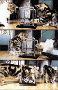 猫咪  两只  牛顿摆  好奇  玩耍 可爱