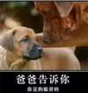 小狗 搞笑 斗图 滑稽