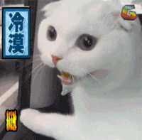 soogif soogif出品 萌宠 我不认识你 冷漠