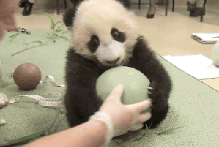 熊猫 抢球 可爱 不许动