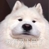 萌宠 汪星人 我有双下巴了 胖了 呆萌 可爱