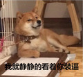 柴犬 拴住 小狗 我就静静的看着你装逼