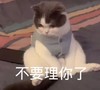 萌宠 猫星人 不要理你了 生气 呆萌 可爱