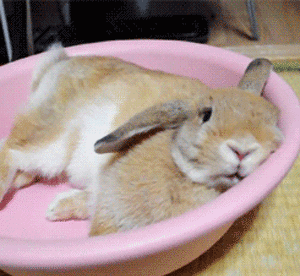 兔子 躺在脸盆里 新窝