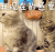 猫咪 萌宠 我现在都感觉 就是困