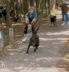 鹿晗 凶猛 傻狍子 搞笑
