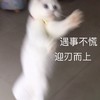 萌宠 猫星人 遇事不慌 迎刃而上 搞怪 可爱