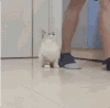 萌宠 可爱 搞笑 紧跟