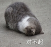 萌宠 喵星人 对不起 我错了 道歉 搞怪 逗