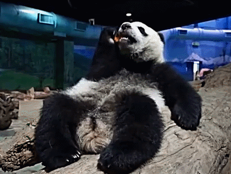 大熊猫 吃货 国宝 可爱 萌