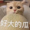 萌宠 喵星人 好大的瓜 吃瓜 呆萌 可爱