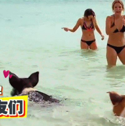 二哈 狗狗 汪星人 萌宠 可爱