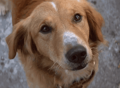 一条狗的使命 动物 可爱 抬头 狗 电影 眼神 预告片