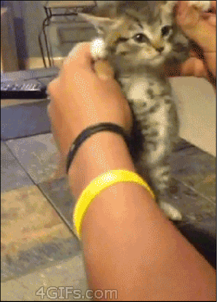 猫咪 玩耍 握爪 晃动
