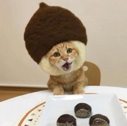 萌宠 日料 可爱 猫星人 逗