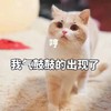 萌宠 喵星人 我气鼓鼓的出现了 我来了 生气 凶巴巴