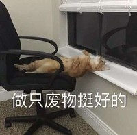 萌宠 猫星人 做个废物挺好的 开心 呆萌 可爱