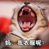 萌宠 喵星人 妈 我衣服呢 搞怪 逗
