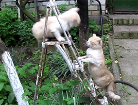 萌宠 猫咪 喵星人 可爱