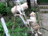 萌宠 猫咪 喵星人 可爱