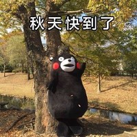 秋天到了 熊本熊 落叶 树木