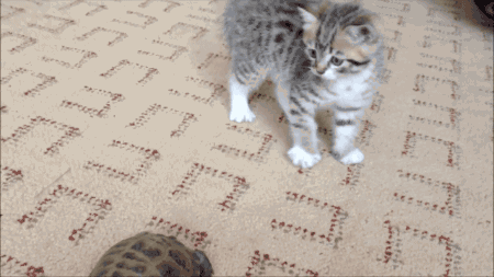 猫咪 乌龟 跳起来 向前爬
