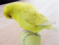 鸟 bird 鹦鹉 黄绿色