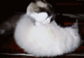 喵星人 猫咪 可爱 萌宠