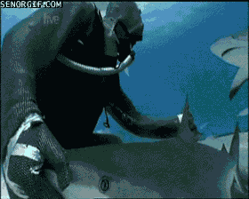 鲨鱼 海底 表演 漂亮
