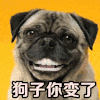 狗子你变了 狗子 狗狗 二哈 搞笑