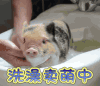 洗澡卖萌中  动物  卖萌