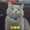 猫咪 萌宠 笑了 你瞅啥