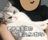 萌宠 喵星人 你真烦 你不要讲话了 淘气 顽皮