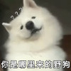 萌宠 汪星人 你是哪里来的野狗 好奇 呆萌 可爱