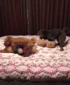 狗狗 萌宠 猥琐的性行为
