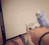 可爱 猫咪 鹦鹉 抓