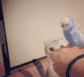 可爱 猫咪 鹦鹉 抓