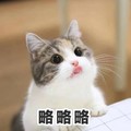 略略略 猫咪 伸舌头 可爱 大眼睛