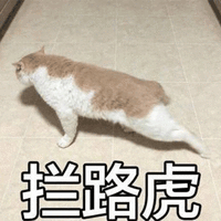 猫 拦路虎 可爱 呆萌