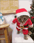 圣诞   动物   猫咪  可爱