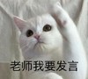 萌宠 猫星人 老师我要发言 举手 呆萌 可爱