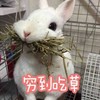 萌宠 小兔子 穷到吃草 饿了 呆萌 可爱