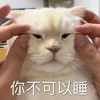 萌宠 喵星人 你不可以睡 给我清醒 搞怪 淘气