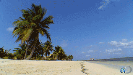 海滩 棕榈树 地球 天堂 美丽 旅游 自然 艳丽 beach nature