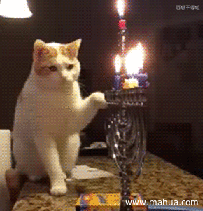 贱的动物非喵星人莫属 火光  蜡烛  猫咪