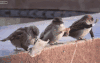 小鸟 报纸 演说 birds