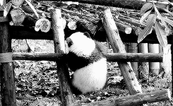 熊猫 栏杆 爬上 淘气