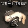 萌宠 猫星人 我要一个月瘦10斤 减肥 呆萌 可爱