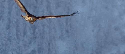 地球脉动 矫健 老鹰 自由 记录片 飞翔